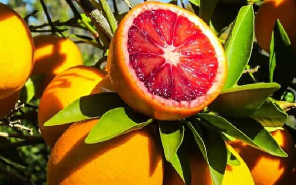 تصویر 4 از فروش تامسون خونی مورو + قیمت خرید به صرفه